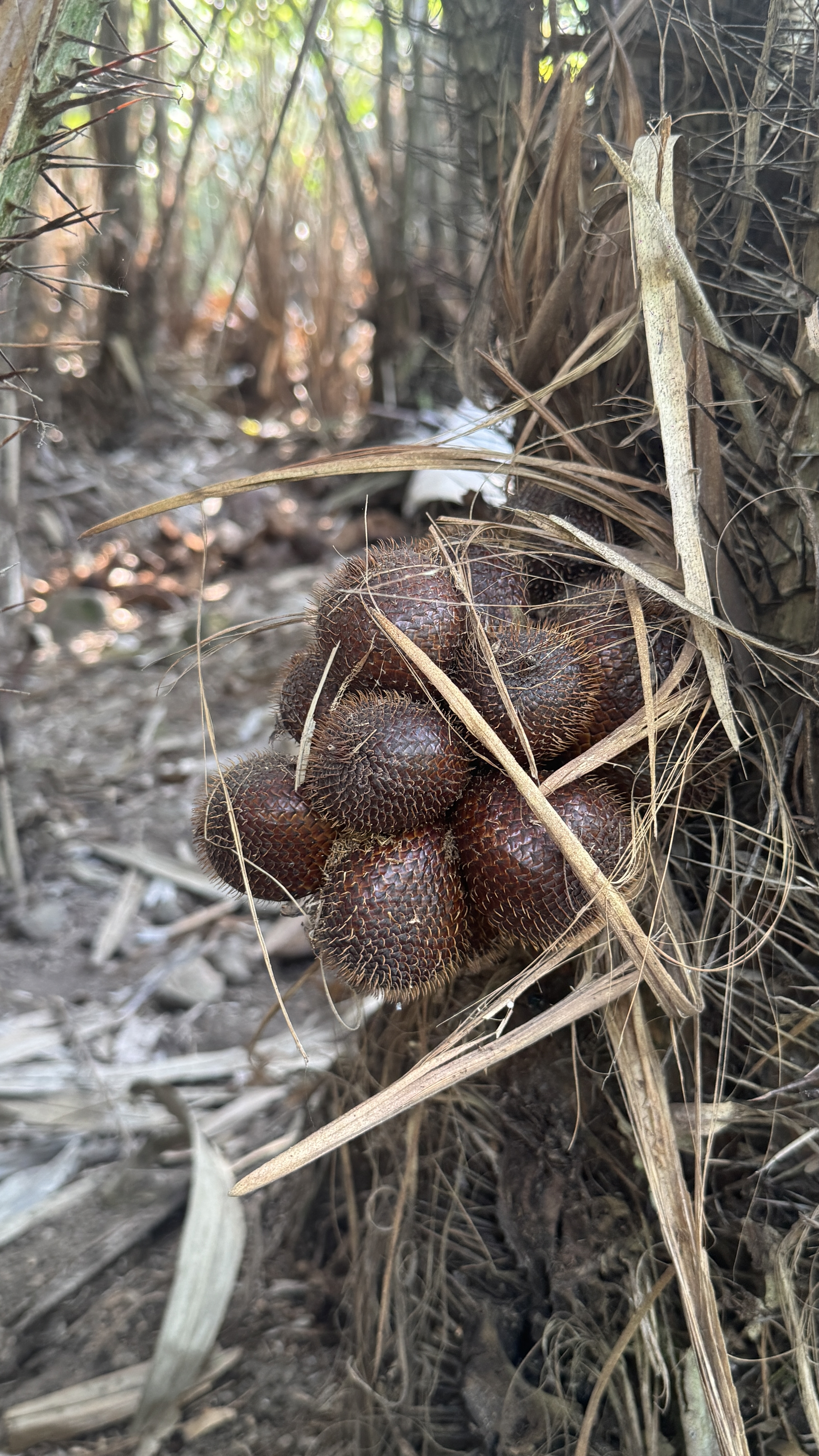 Foto salak 1